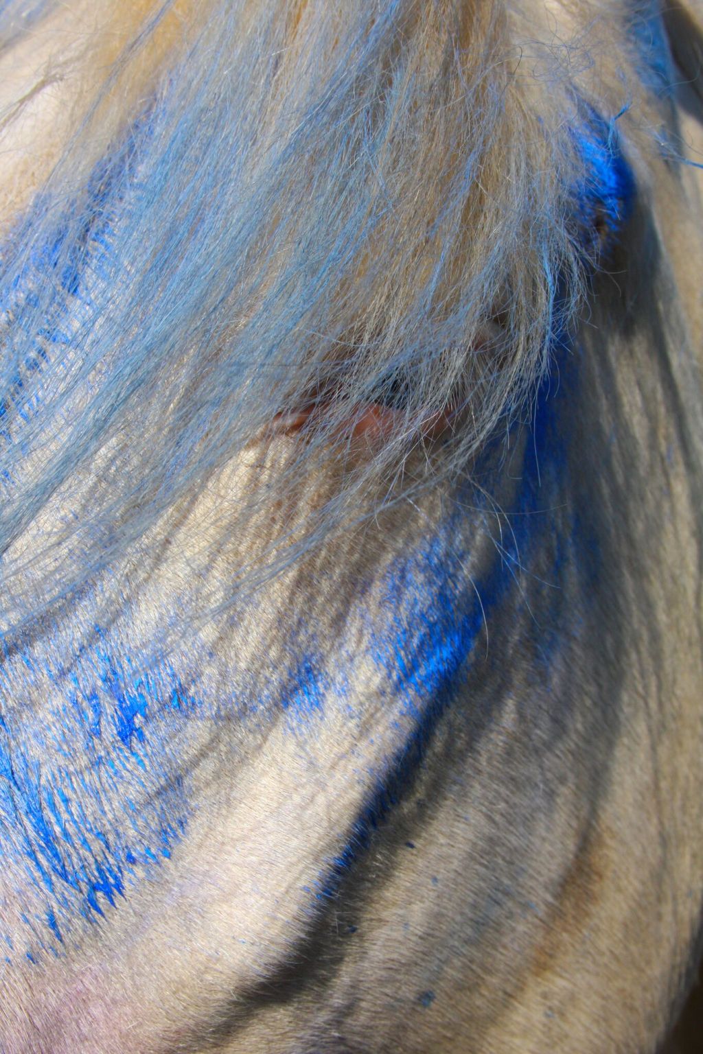 #AR:T ROUTEblue